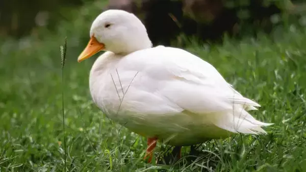人に捨てられたペットのアヒル、公園で人を追いかけ助けを求める