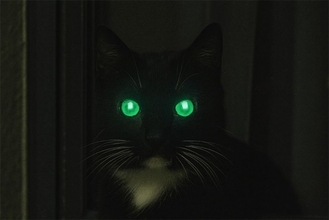 猫を覗くとき、猫もまたこちらを覗いている。視線のレーザービームで