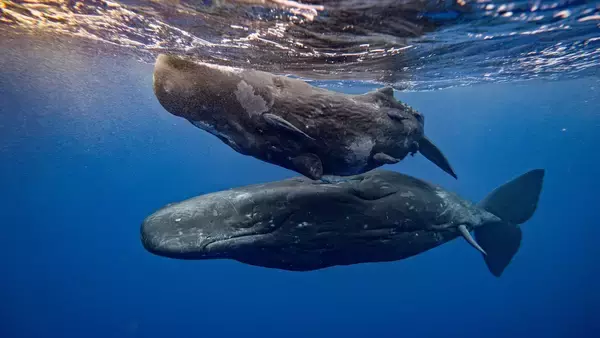 マッコウクジラ同士が頭突きをする現場を確認。かつての船沈没に関連性
