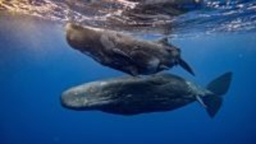 マッコウクジラ同士が頭突きをする現場を確認。かつての船沈没に関連性