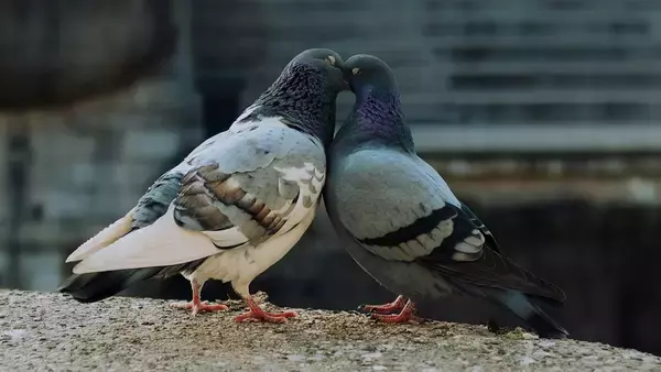 ハトは肝臓を使って地球の磁場を感知していた