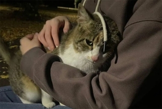 NNN活動報告。1週間女性を追いかけ続けた猫、ついに永遠の家をゲット