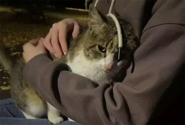 NNN活動報告。1週間女性を追いかけ続けた猫、ついに永遠の家をゲット