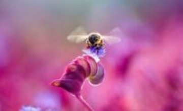 小さな脳に大きな能力　マルハナバチは「モールス信号」のような光のサインを覚えられる