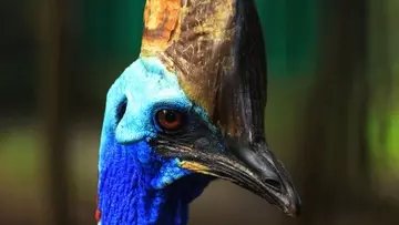 世界で最も危険な鳥「ヒクイドリ」に隠された秘密。トサカが光ることが判明