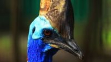 世界で最も危険な鳥「ヒクイドリ」に隠された秘密。トサカが光ることが判明