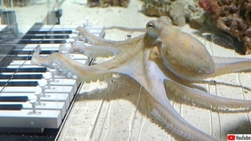 ペットのタコはピアノが弾けるのか？辛抱強く教えた結果、ついに飼い主とセッションが実現！