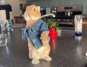 実写版ピーターラビット！二足立ちでポーズを決めるうさぎが最高にかわいい