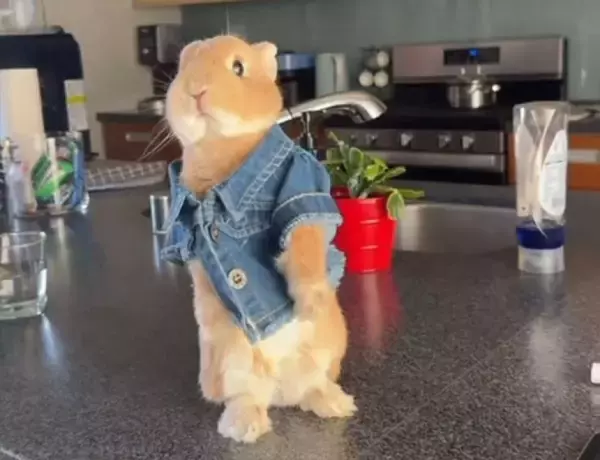 実写版ピーターラビット！二足立ちでポーズを決めるうさぎが最高にかわいい