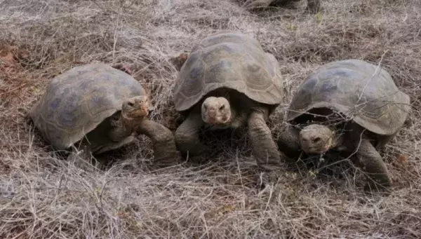 180年前に絶滅したフロレアナゾウガメの血統を再導入。混血個体から遺伝子を復元する試み