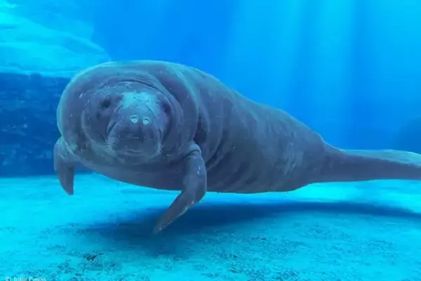 71歳のマナティー、世界最高齢のギネス記録に認定（フロリダ州）