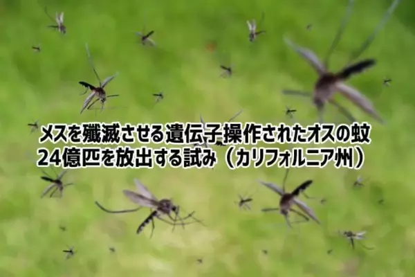 24億匹の遺伝子組み換えされたオスの蚊が放出予定。危険な伝染病を食い止める切り札となるか？