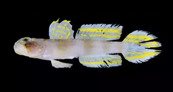 全文からオーラを放つ新種の魚「スーパーサイヤン」が石垣島で発見される