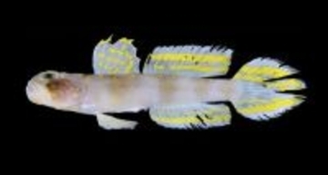 全文からオーラを放つ新種の魚「スーパーサイヤン」が石垣島で発見される