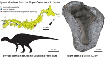 福島で見つかった化石、白亜紀に生息した小型イグアノドン類の骨と判明