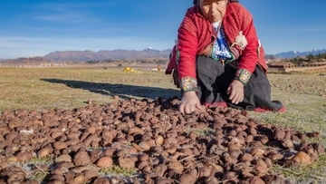 1万年前からジャガイモが主食のアンデス先住民、世界一デンプンを消化できる体に進化