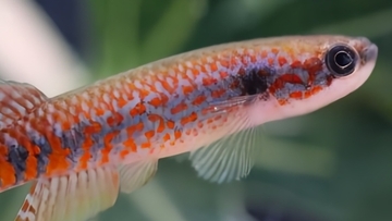 鮮やかなオレンジの模様を持つ新種の魚をアマゾンで発見！