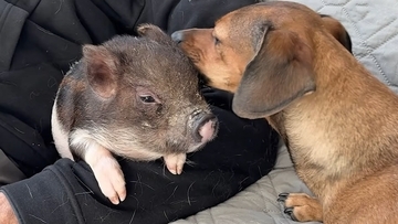 置き去りにき去りにされた子ブタを救助。保護犬ダックスフントが母親役を買って出る