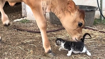 ファーストタッチでずきゅん！出会ってすぐに惹かれあう子牛と子猫の友情物語