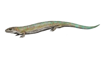3億4500万年前の化石は「最古の爬虫類」ではなかった！内部スキャンでエラを発見
