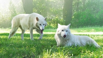 ダイアウルフ復元のために遺伝子編集で生まれたオオカミが2歳に。絶滅種と同じ大きさに成長
