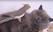 猫と同居の鳥たちがゆったりまったり仲良さげ！「ほんわか気分」を満喫できる、癒しと和みの動画をどうぞ