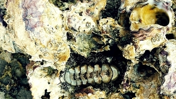 南極にあった巨大山脈が、生物の爆発的進化「カンブリア爆発」を後押し