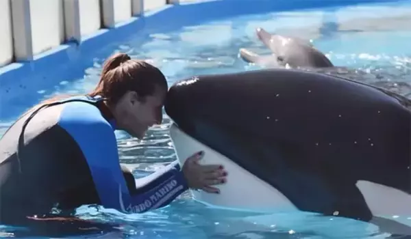 中南米最後の飼育シャチ「シャメンク」が35歳で死亡