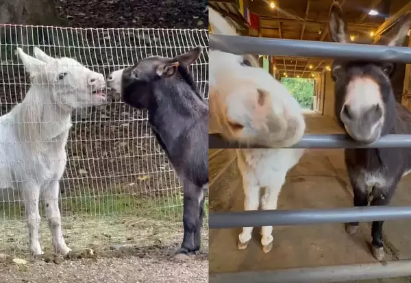 ただ友達が欲しかった。10年間ひとりぼっちのロバが仲間と出会う