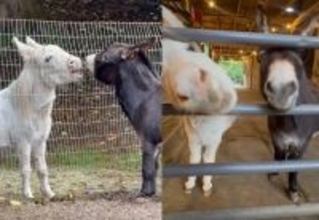 ただ友達が欲しかった。10年間ひとりぼっちのロバが仲間と出会う