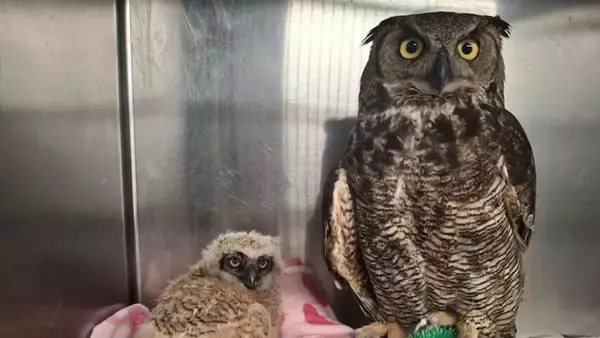 電気柵から救出されたミミズク、第二の鳥生を孤児となったヒナに捧げる