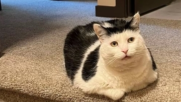 ガンを克服した保護猫に、世界中からペイントされた石が届き続ける理由