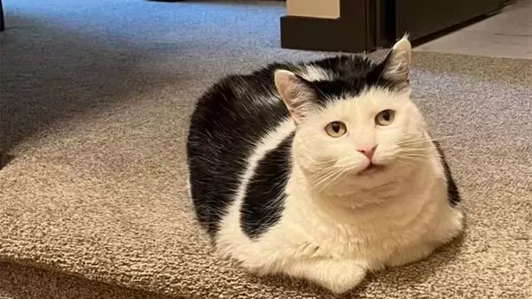 ガンを克服した保護猫に、世界中からペイントされた石が届き続ける理由