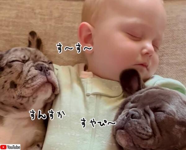 世界一かわいい 川の字 赤ちゃんの両脇で犬がお昼寝 22年7月12日 エキサイトニュース