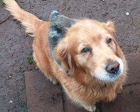 ゴールデンレトリバーの背中にしがみついていたのは、コアラの赤ちゃん！