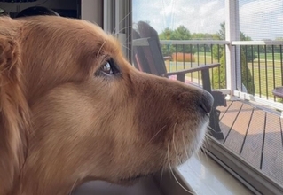 きっと帰ってくる… 二度と戻らない飼い主の帰宅を窓際で待ち続ける犬の姿に涙