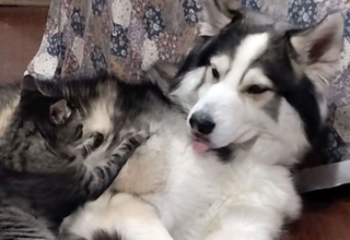 猫とハスキーの暗黙のルール。極上マッサージと引き換えに食べ物を分け与える