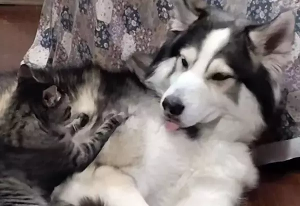 猫とハスキーの暗黙のルール。極上マッサージと引き換えに食べ物を分け与える