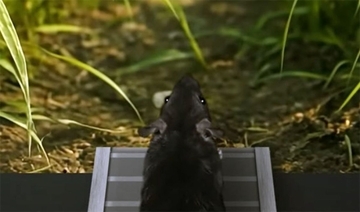 顔の動きから思考を読み取る、マウスの「心を読む」ことに成功