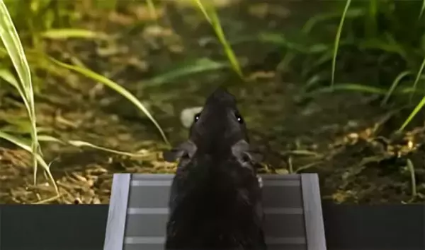 顔の動きから思考を読み取る、マウスの「心を読む」ことに成功