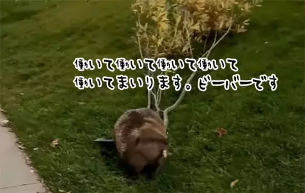 「働いて働いてまいります！」真の働き者はビーバーだった！活動時間外にせっせと木を運ぶ