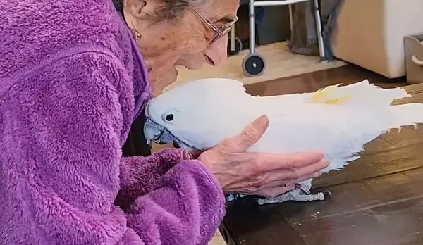102歳女性の腕の中にまっすぐに飛び込んできた保護オウム。初対面で芽生えた特別な絆