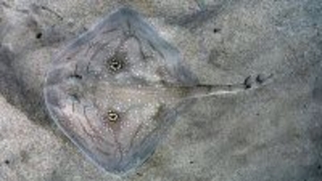 なぜ一部のエイの背には「偽の目」の模様があるのか？その理由が明らかに