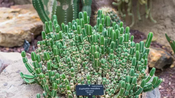 唐辛子の1000倍辛い物質を持つ植物、依存性・副作用がない次世代の鎮痛剤になる可能性