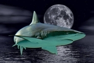 満月になるとサメが人を襲う件数が増える。月の満ち欠けが生物に影響を及ぼす「ルナ・エフェクト」とは？