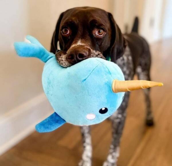 こんなんあったらええやん お風呂に入っているといろんなおもちゃを持ってくる犬 22年6月12日 エキサイトニュース こんなんあったらええやん お風呂に入っているといろんなおもちゃを持ってくる犬 22年6月12日 エキサイトニュース