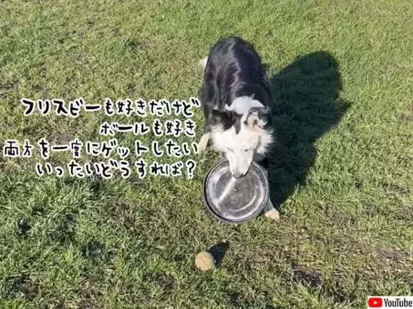 フリスビーも好きだけどボールも好き。両方一度に手に入れたいボーダーコリー犬のジレンマ