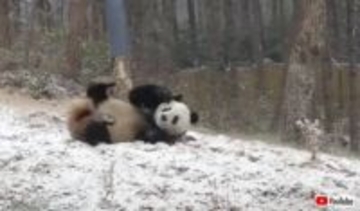 寒い？そんなの気にしない！ジャイアントパンダ、雪の上をゴロンゴロンと転がってアグレッシブに楽しむ
