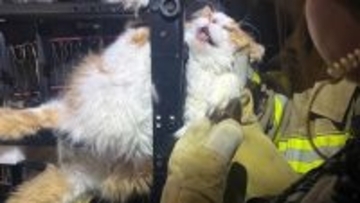 病院は嫌にゃ～！診察から逃れようとした猫、椅子に挟まり消防隊が救出