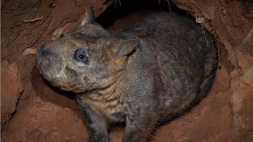 絶滅危惧種のキタケバナウォンバットの地下に広がる巨大トンネルをレーダーで解析
